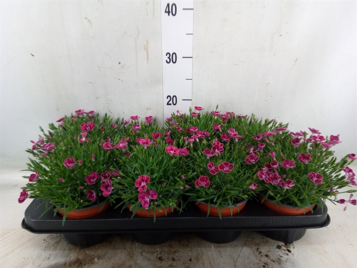 <h4>Dianthus  'Pillow Purple'</h4>