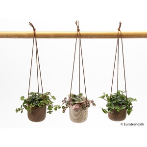 E 4672 ampel mini trælook