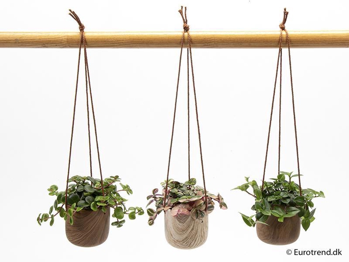 <h4>E 4672 ampel mini trælook</h4>