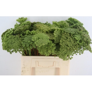 AMMI VIS GREEN MIST