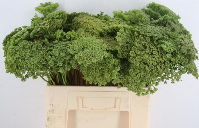 <h4>AMMI VIS GREEN MIST</h4>