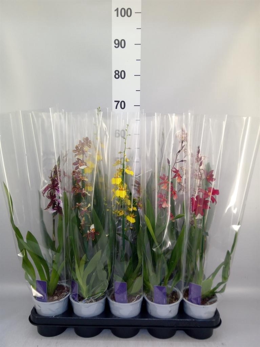 <h4>Orchideeen   ...mix</h4>