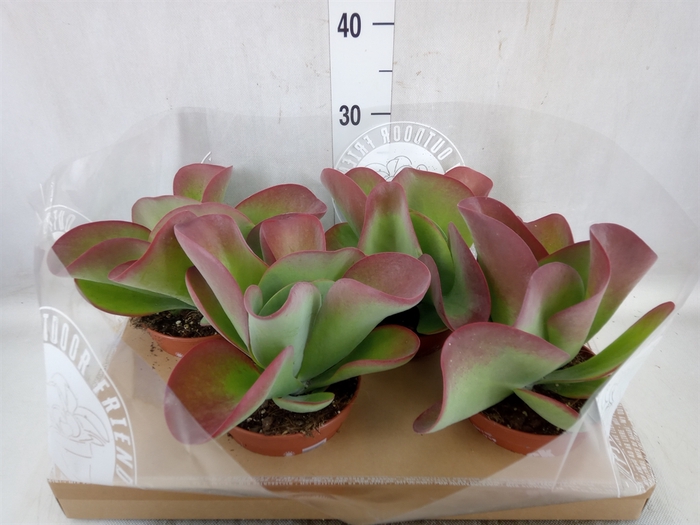 <h4>Kalanchoe NF thyrsiflora</h4>