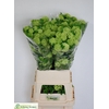 Viburnum Roseum St