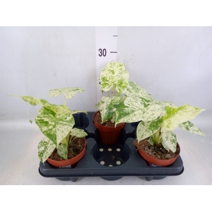 Alocasia   ...