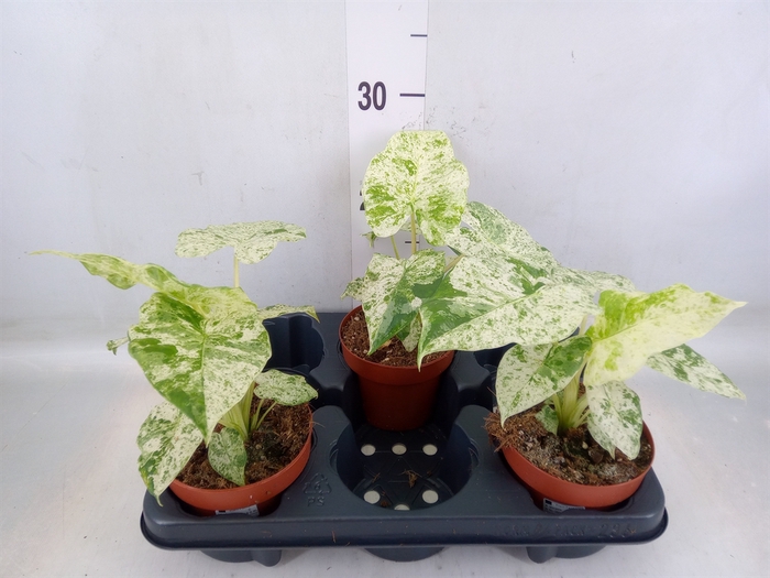<h4>Alocasia   ...</h4>