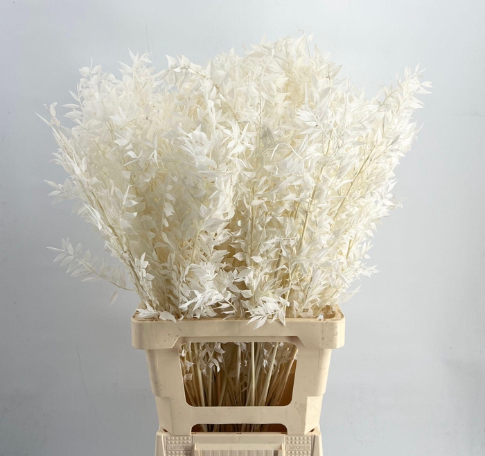 <h4>Ruscus Bleached White</h4>