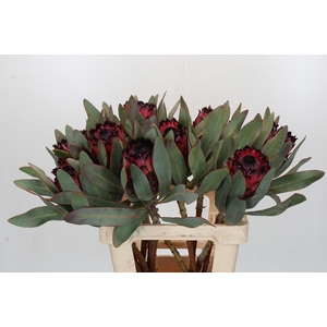 Protea Barbigera Ruby Princess Air