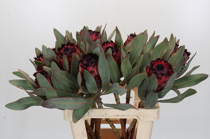 Protea Barbigera Ruby Princess Air