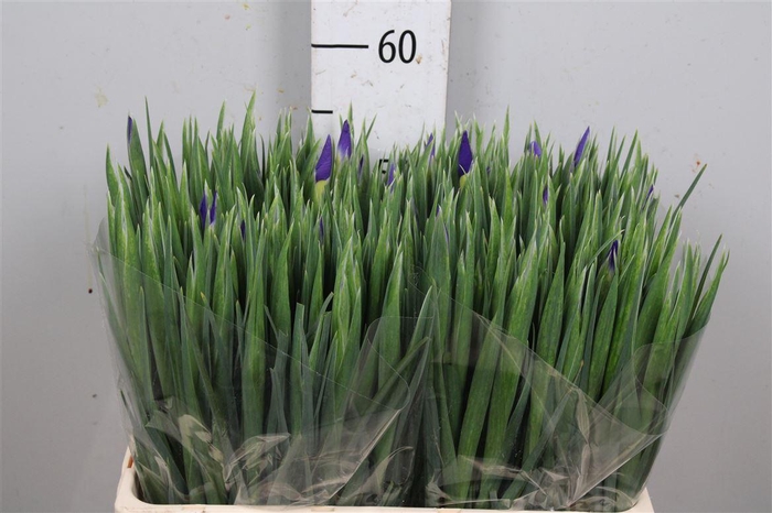 <h4>Iris Blue Magic</h4>