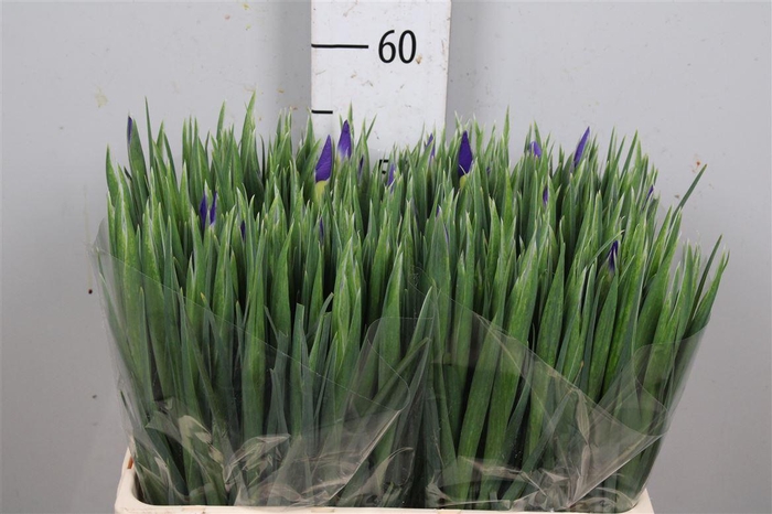 <h4>Iris Blue Magic</h4>