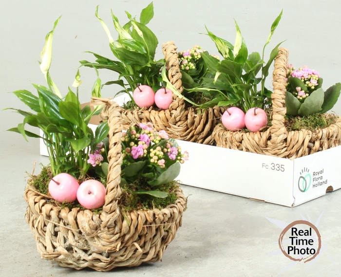 <h4>ARR KAMERPL</h4>