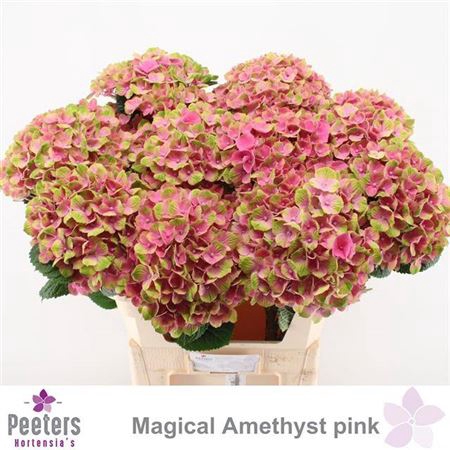 <h4>Hydr M Amethyst Rose Extra</h4>