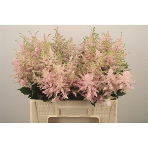 Astilbe Europa Light Pink
