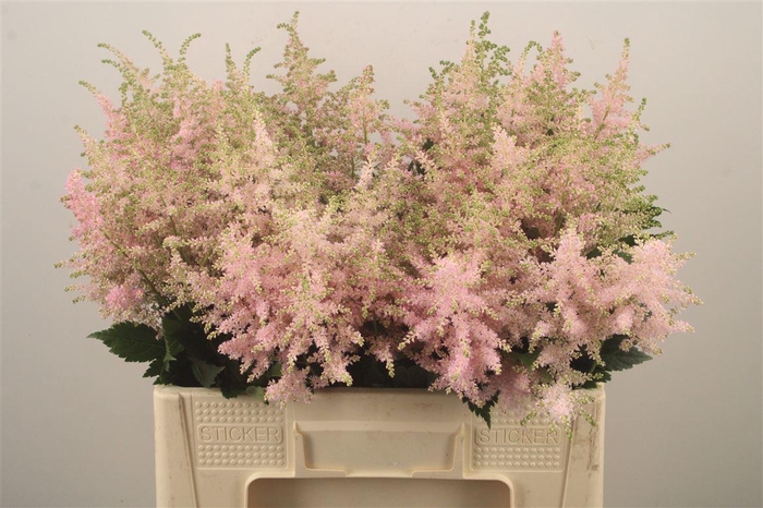 <h4>Astilbe Europa Light Pink</h4>