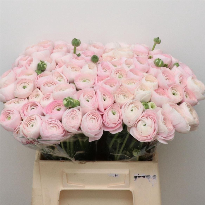 <h4>Ran Su Sr Hanoi 1a</h4>