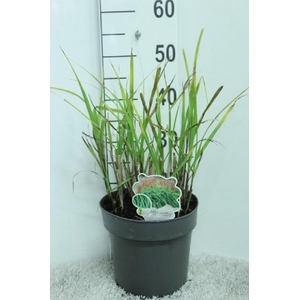 Miscanthus Sinensis Malepartus
