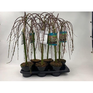 Salix caprea 'Kilmarnock'