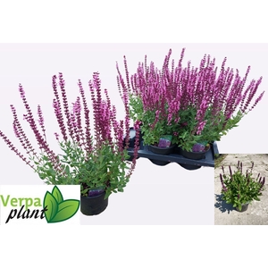 SALVIA NE OV