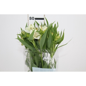 ALSTROEMERIA WHITNEY 080 CM