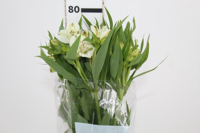 ALSTROEMERIA WHITNEY 080 CM