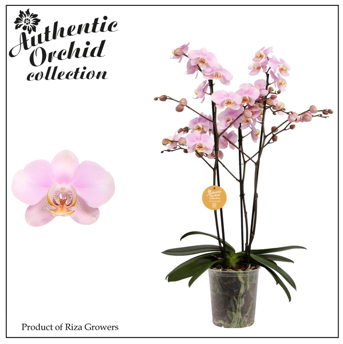<h4>Phalaenopsis Marvellous Light Pink 40+ - 17cm | Authentic</h4>