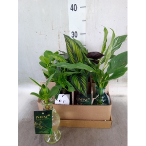 Planten  ..mix