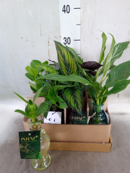 <h4>Planten  ..mix</h4>