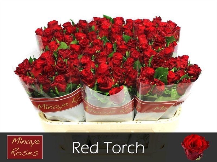 <h4>R Gr Red Torch</h4>