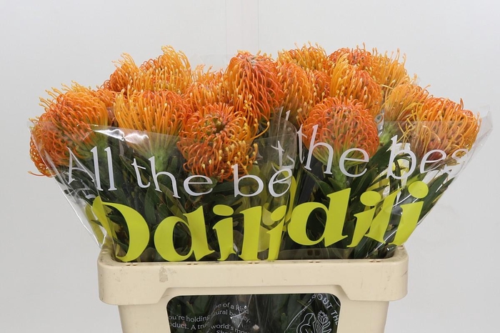 <h4>Nutans Ayoba Peach</h4>