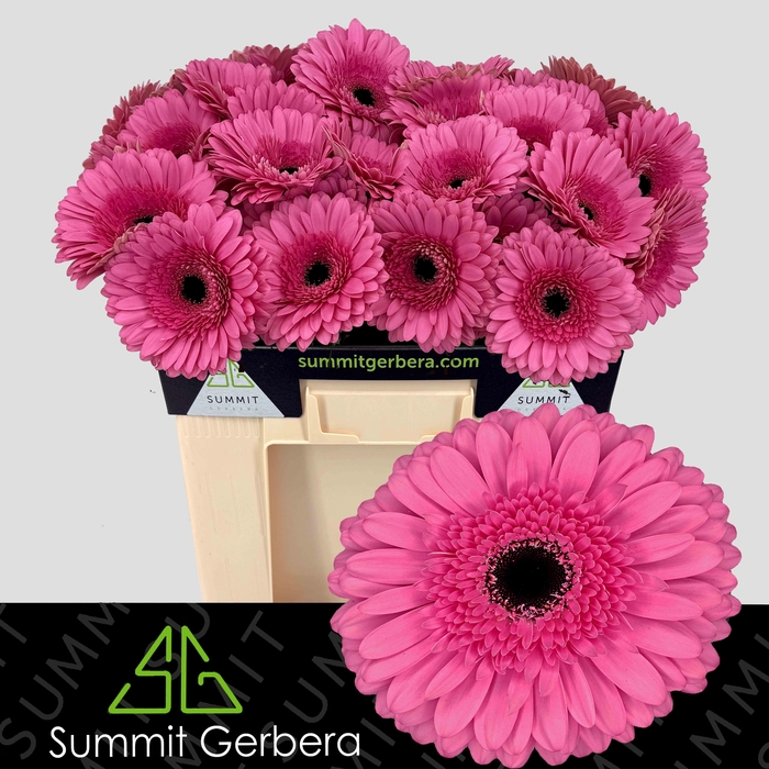 <h4>Gerbera Peppa Water</h4>