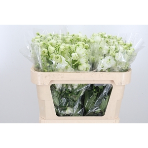 Delphinium El Cen White