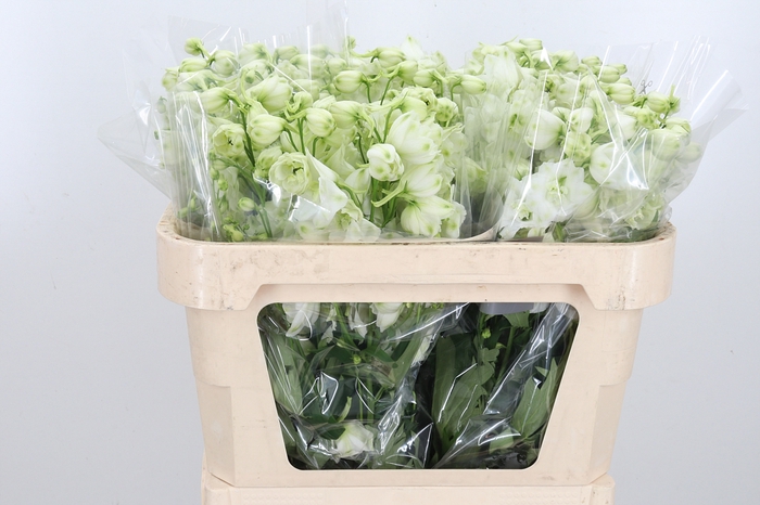 <h4>Delphinium El Cen White</h4>