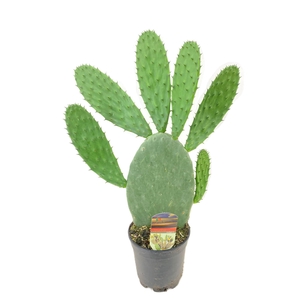 Opuntia ficus indica
