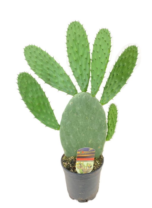 <h4>Opuntia ficus indica</h4>