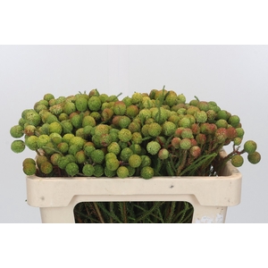 Kaaps Groen Baubles