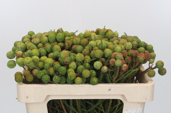 <h4>Kaaps Groen Baubles</h4>