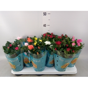 Rosa  'Beau Monde'   ...mix 7