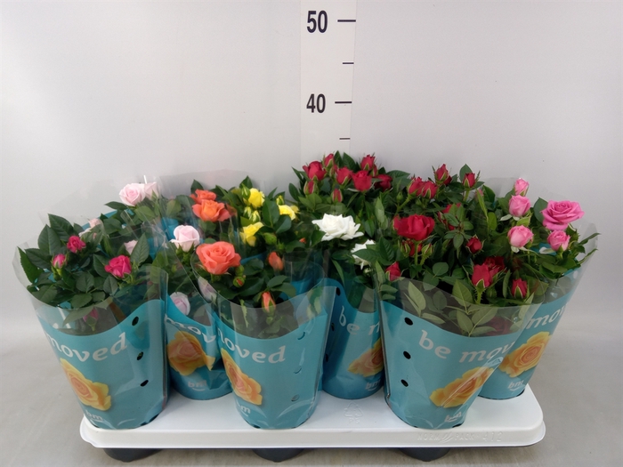 <h4>Rosa  'Beau Monde'   ...mix 7</h4>