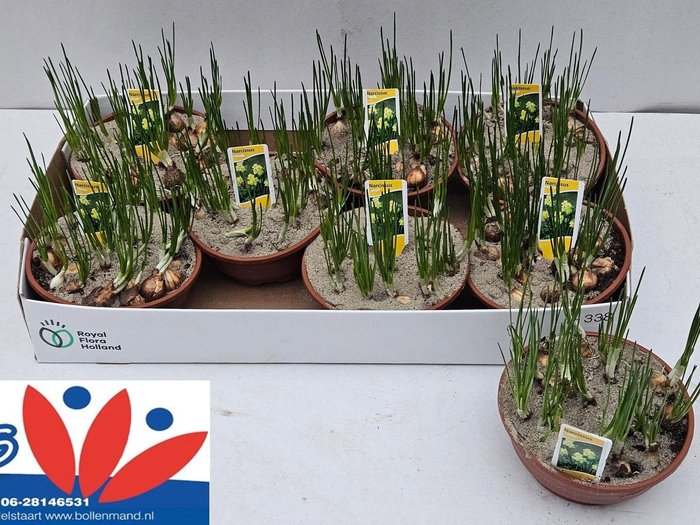 <h4>NARC TA MINNOW</h4>