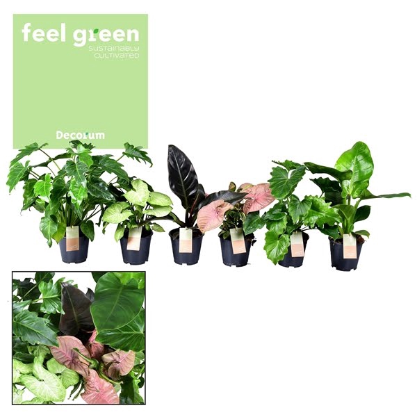 <h4>Kamerplant Mix Feel Green</h4>