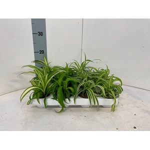 Chlorophytum midi mix