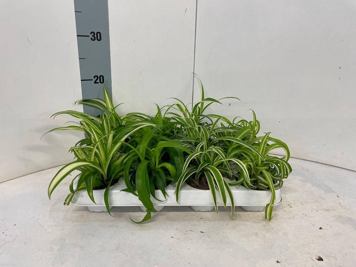 <h4>Chlorophytum midi mix</h4>