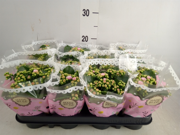 <h4>Kalanchoe blos. 'RosDon Alano'</h4>