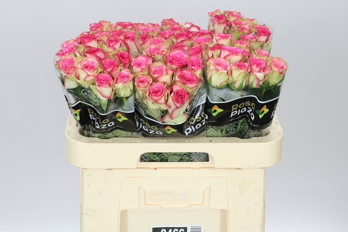 <h4>Rosa Gr Monique</h4>