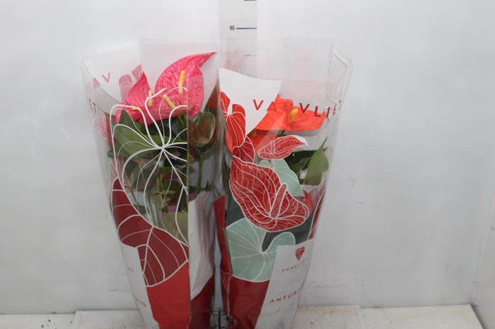 <h4>ANTHURIUM VARIADO P17</h4>