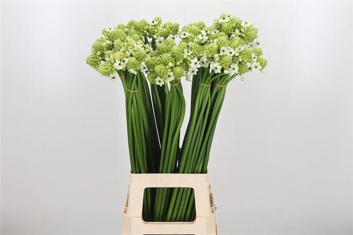 <h4>Ornit Saundersiae</h4>