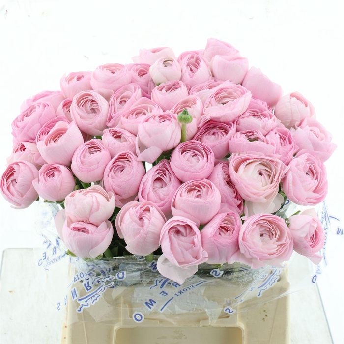 <h4>Ran Su Sr Hanoi Pink Extra</h4>