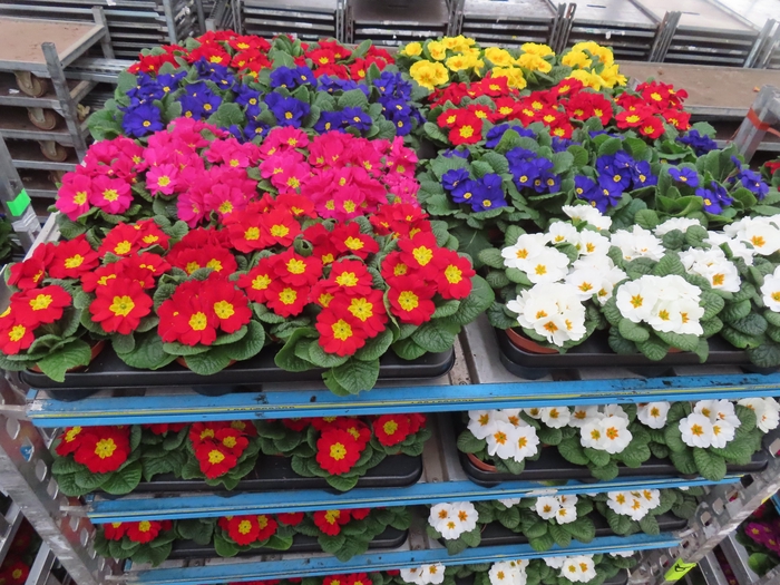 <h4>PRIM AC MIXK</h4>