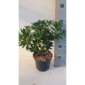 Pieris japonica 'Debutante'